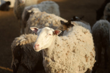Naklejka premium Flock of sheep close up on the yard. Farm business. DOmestic animals 