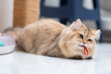 Cute British Longhair cat