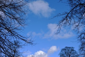 Tree Branches and Blue Sky with Clouds 1145-040