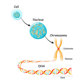 From Gene to DNA and Chromosome in cell structure. genome sequence.