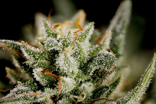 AK - 47