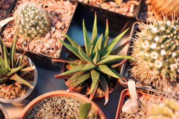 Succulents,echeveria kalanchoe succulent house plants.Aloe ostifolia is succulent herbaceous...