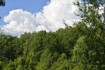 trees and blue sky