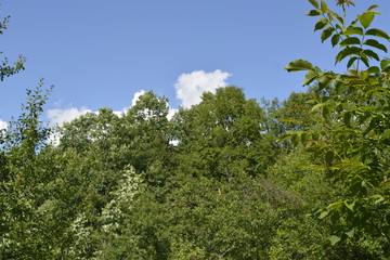 tree and blue sky