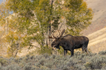 Naklejka na ściany i meble Bull Shiras Moose During the Fall Rut in Wyoming