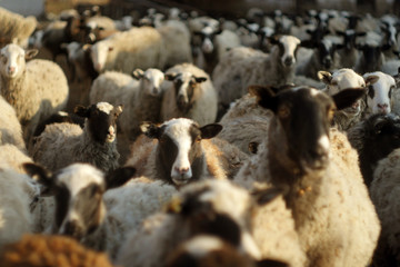 Flock of sheep close up on the yard. Farm business. DOmestic animals 