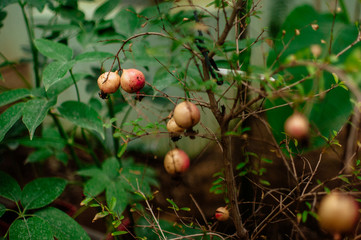 Obraz premium Ripe pomegranate fruits hanging on tree branches in an indoor garden. Harvest concept. soft selective focus, place for text