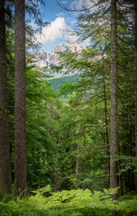 Fototapeta premium forest in the Dolomites in springtime with mountains 