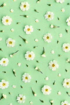 Primrose background on green