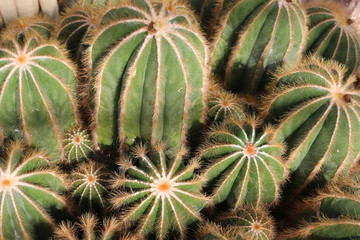 Naklejka na ściany i meble Ball cactus showing spines