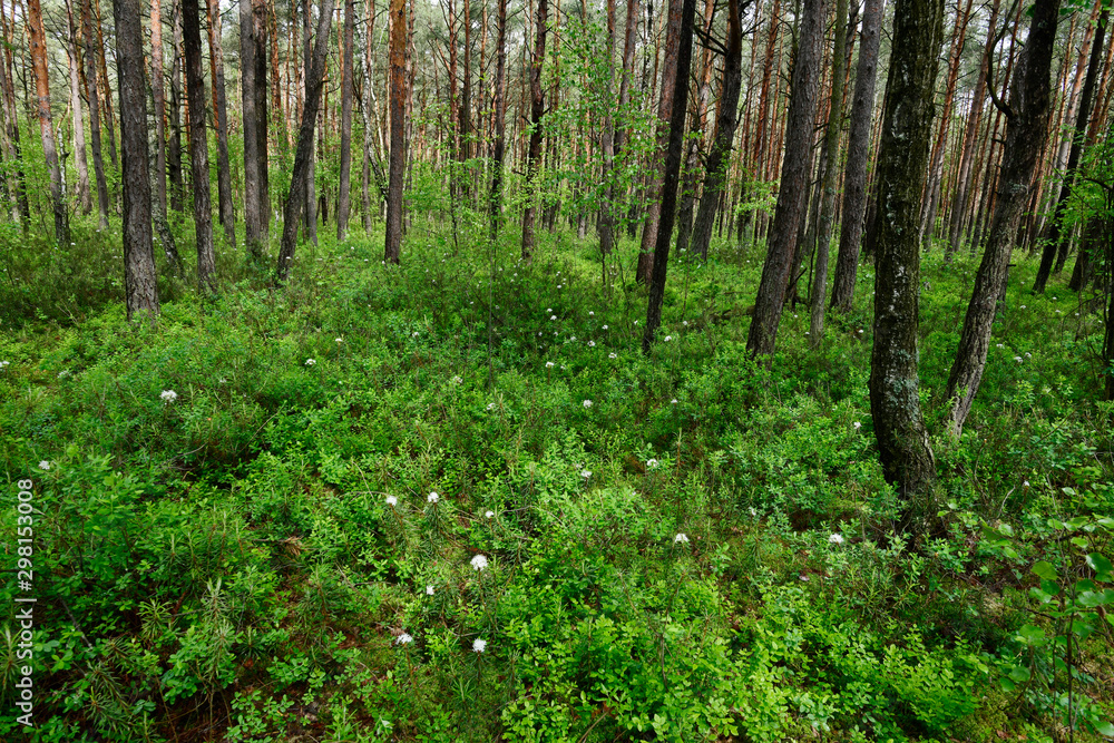 Sticker Moor-Auwald im Nationalpark Polesie, Polen - marsh in Polesie National Park, Poland