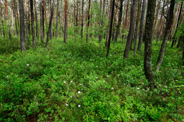 Moor-Auwald im Nationalpark Polesie, Polen - marsh in Polesie National Park, Poland