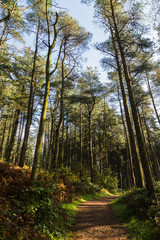 Tall pine trees tower above a pathway through Beacon Fell Country Park in Lancashire during October 2019.