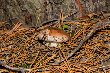 Mushroom Suillus luteus growing in the pine forest. Mushroom closeup. Soft selective focus.