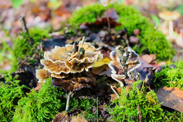 Oak laminated mushroom, Stereum gausapatum, with selected focus
