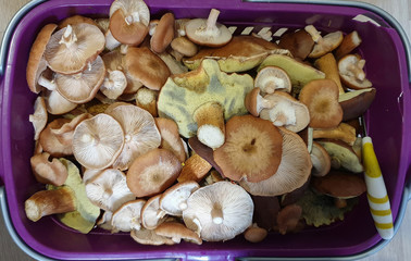 Basket with various raw mushrooms on the table