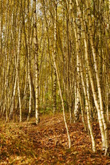 Birch Forest Freiberg 2019