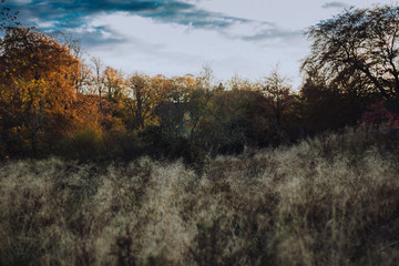 Obraz premium Scottish forest in autumn