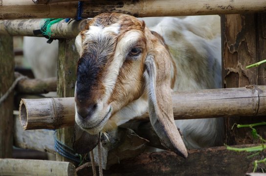 Goat on the Java island in Indonesia