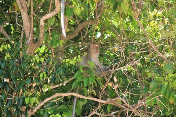 thailande kho tao kho samui kho phangam