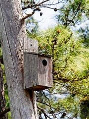 Bird House on a Tree in the Woods