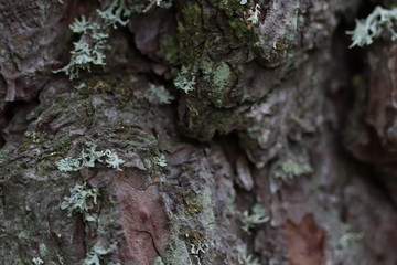 Texture macrophotographie écorce d'arbre sombre avec lichen