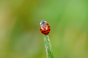 Ladybug Marienkäfer Freiberg 2019