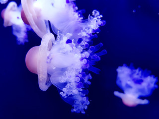 Deep Sea Jellyfish with white bubbles