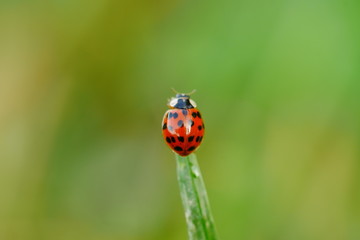 Ladybug Marienkäfer Freiberg 2019