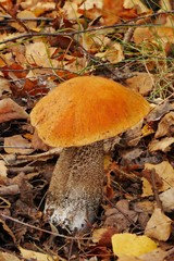 Leccinum versipelle Redcap Birken-Rotkappe Freiberg 2019