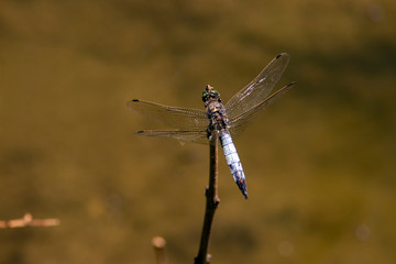 Libelle am Wasser