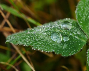 Leaf waterdrop macro Freiberg 2019