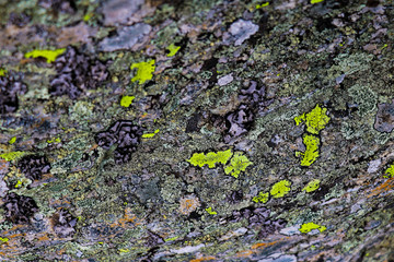 Macro photo of a tree bark with bright moss, background, selective focus.
