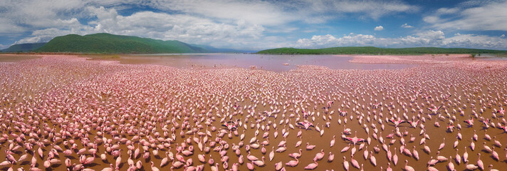 Aerial view of flamingos on Lake Bogoria, Kenya