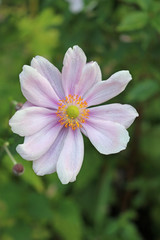 Pink Japanese Anemone flower