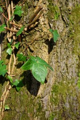 Green Ivy Leaf on Tree Trunk 1159-040.