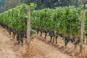 Fototapeta na wymiar grapes in vineyard