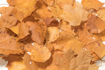 autumn leaves background