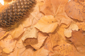 autumn leaves on wooden background