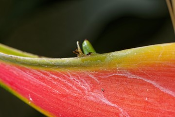 Colorful close up of tropical flower