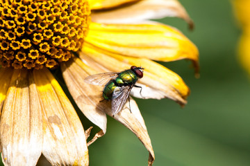 Fliege auf Blüte © rkbox