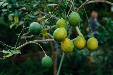 lemons on a branch with green leaves in a plant nursery close-up. Fresh juicy citrus fruits ripen. Agriculture of Sicily, Spain.