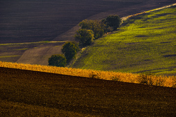 Obraz premium tree in the field southern Moravia Moravian Tuscany