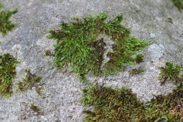 Texture pierre avec mousse en macrophotographie vert et gris