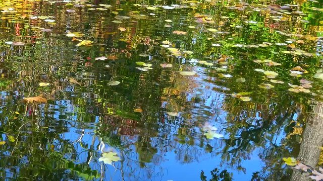 Autumn, yellow leaves sway on the water, reflections in the water. Sofievsky Park, Uman, Ukraine