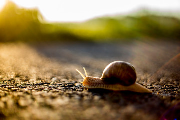snail on a green leaf