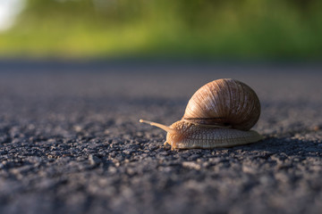snail on a green leaf