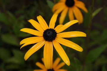 yellow flower of calendula