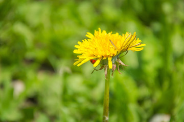 yellow dandelion in the grass