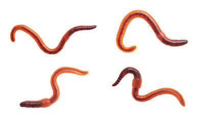 Macro shots of red worm Dendrobena, earthworm live bait for fishing isolated on white background.